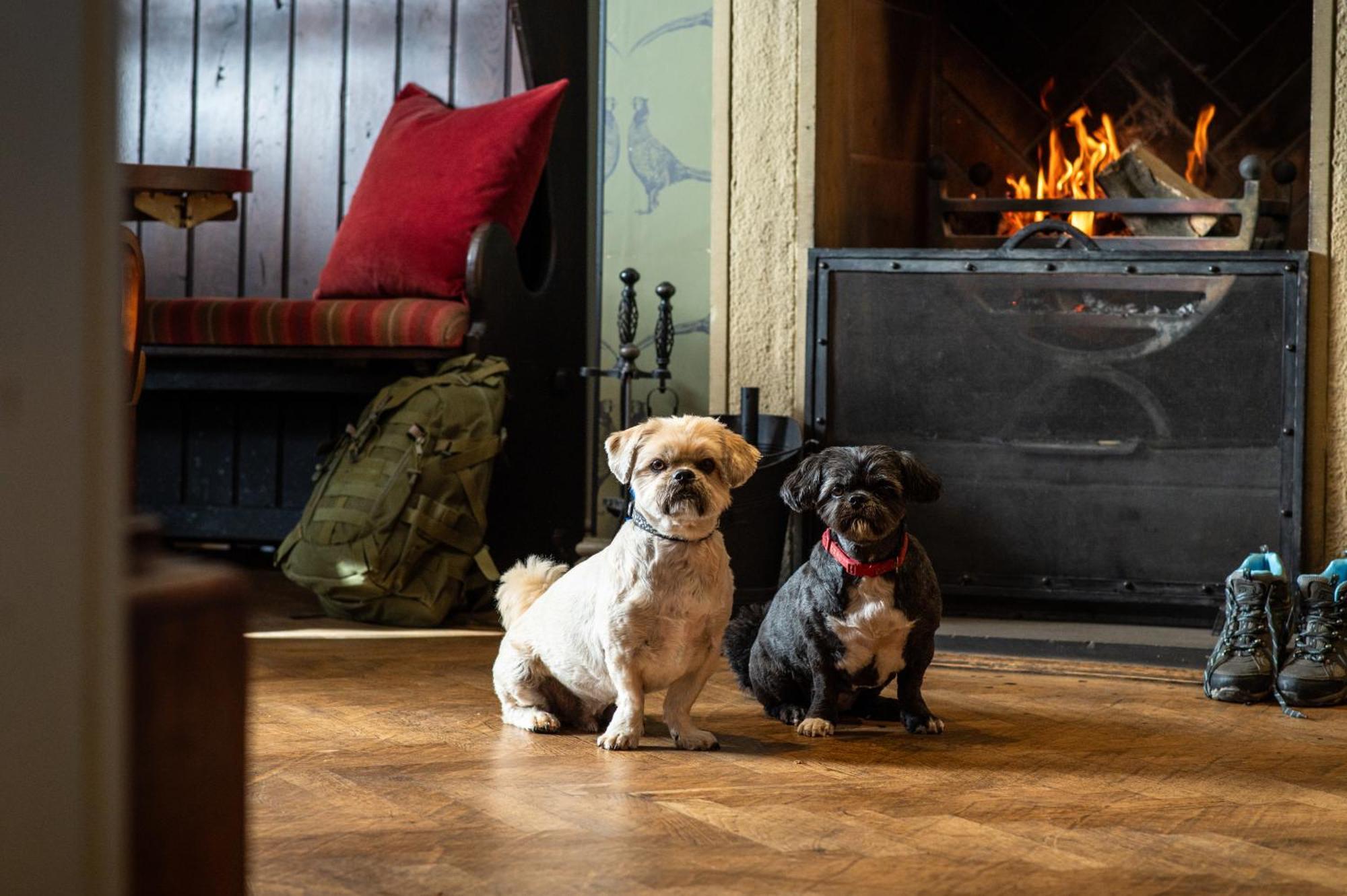 布莱克本 The Millstone, Mellor酒店 外观 照片 Dogs at the Inn